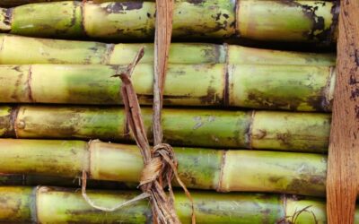Goiás prevê recorde na produção de açúcar e etanol
