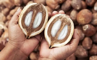 Biodiesel de babaçu supera soja em eficiência e redução de emissões, aponta pesquisa