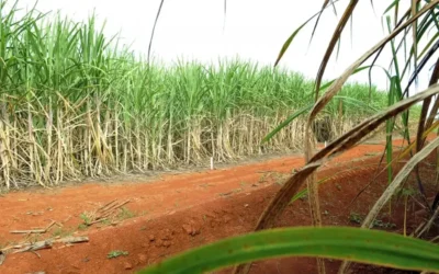 Usinas do Centro-Oeste ampliam produção de etanol em detrimento do açúcar